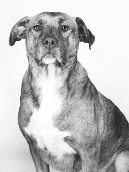 Grizzly_Brown_Dog_Portraits_GS